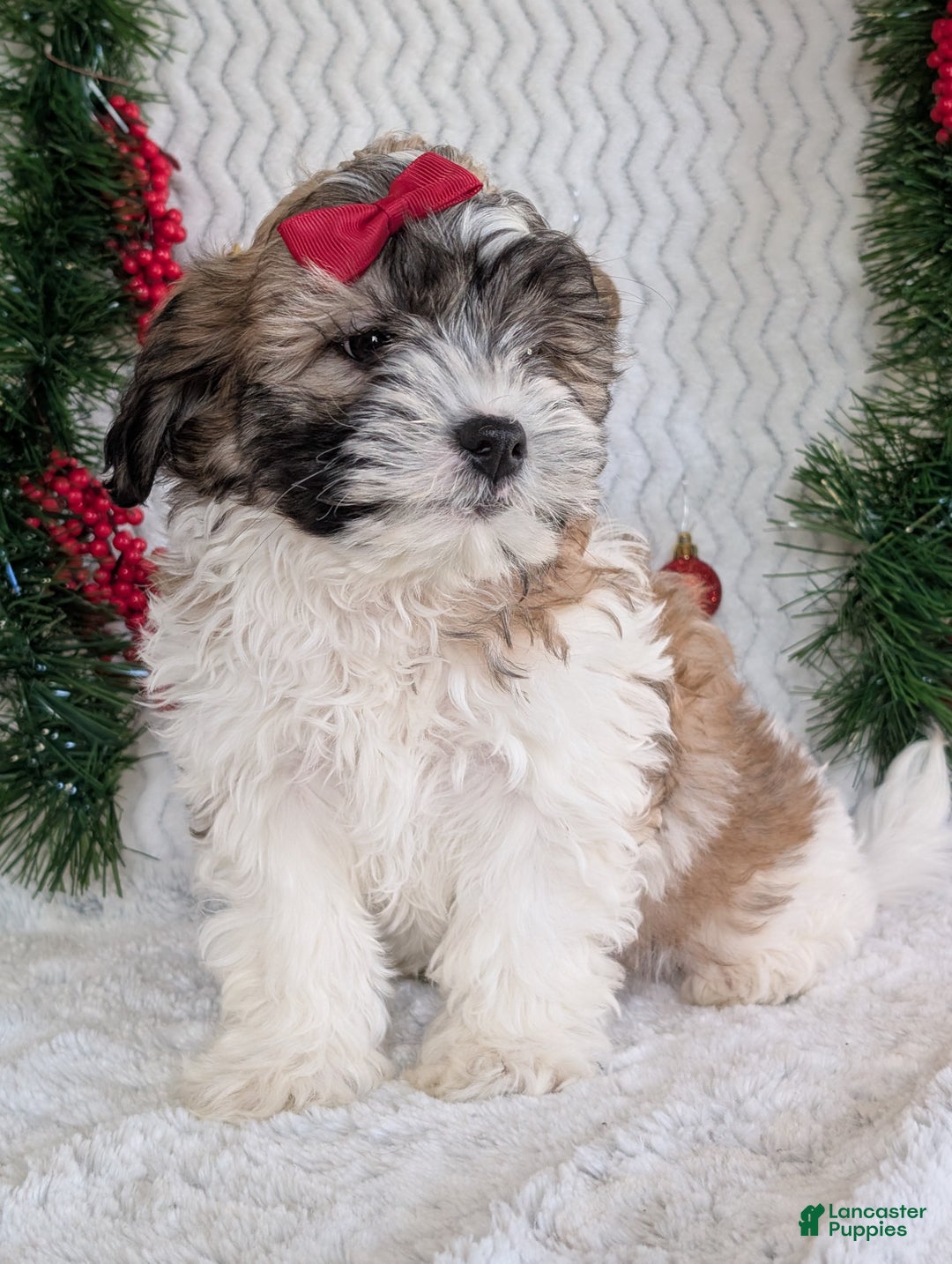 Teddy Bear dogs for sale: Kody - Ad 10