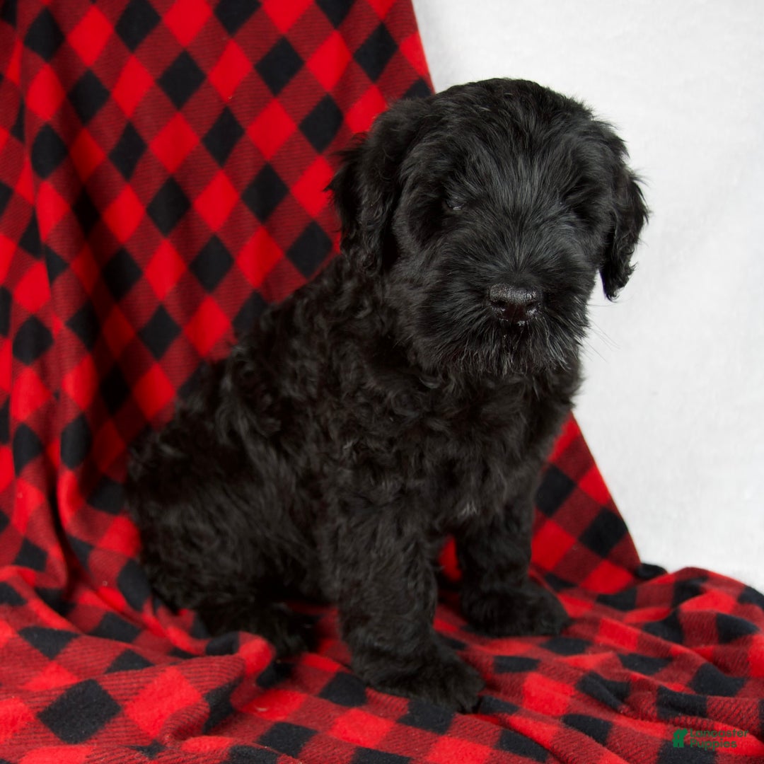 Giant Schnauzer dogs for sale: Arlin - Ad 3