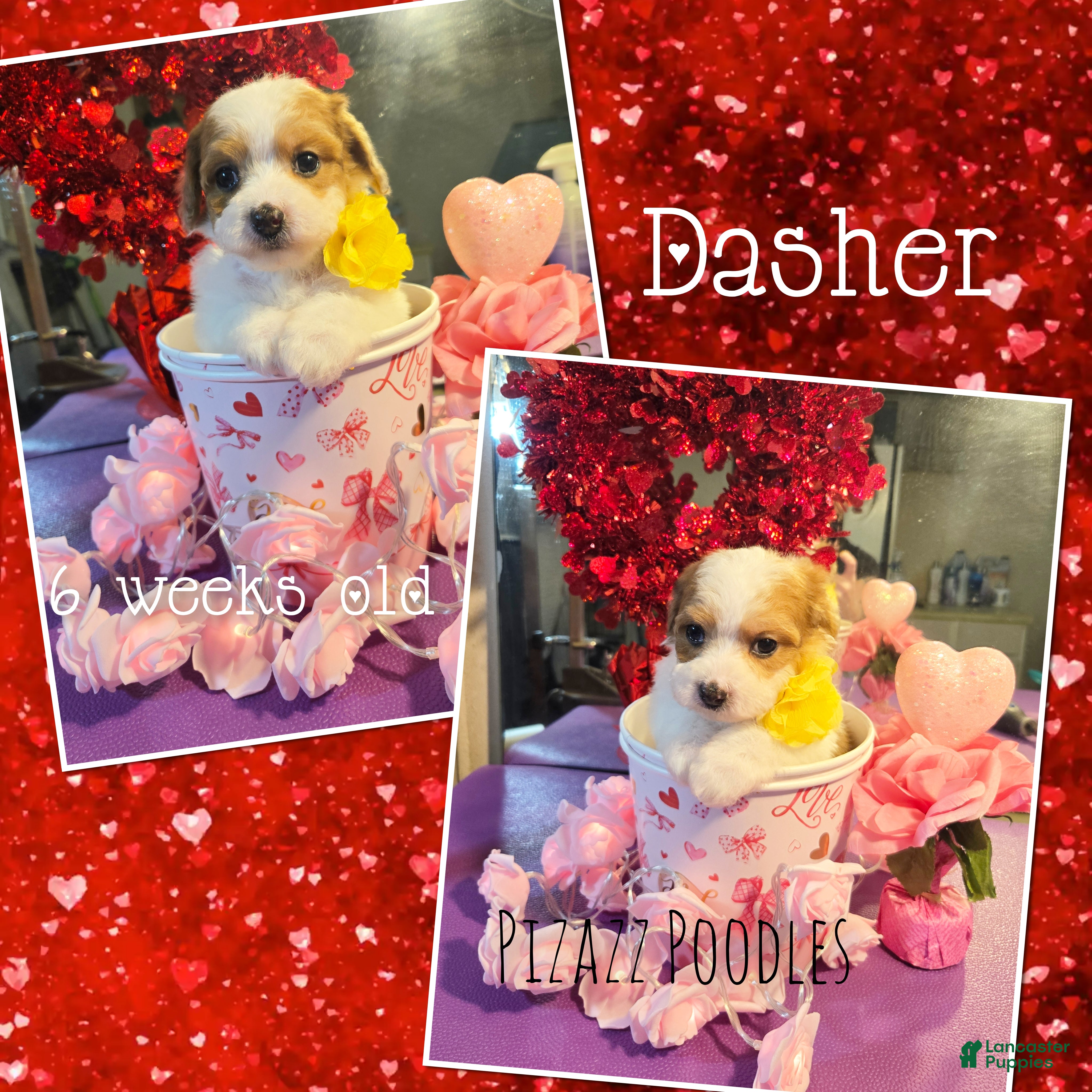 Miniature Poodle dogs for sale: Dasher - Ad 2