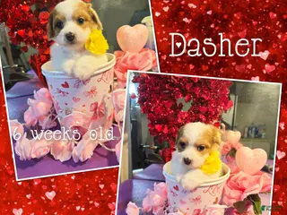Miniature Poodle dogs for sale: Dasher - Ad 2