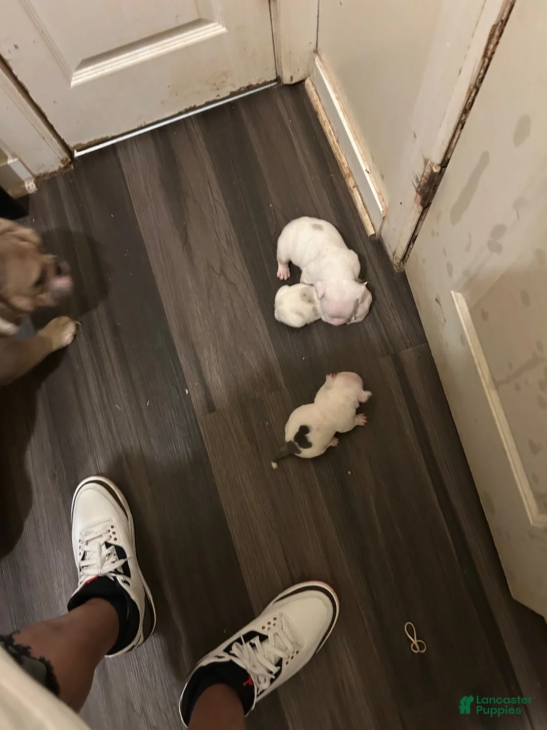 American Bully dogs for stud: Micro Merle stud bama  - Ad 2