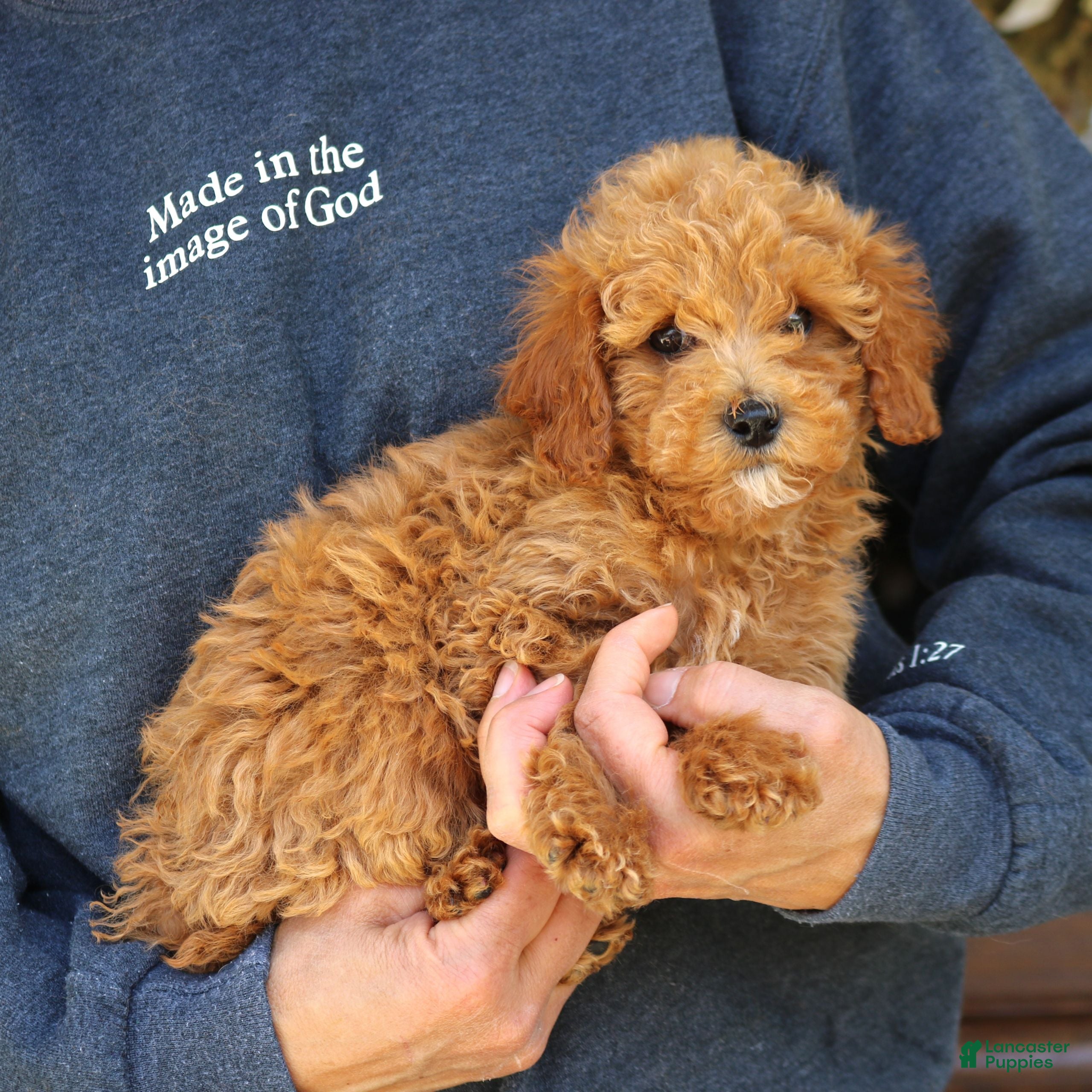 Mini Goldendoodle dogs Gavin  - Ad 2