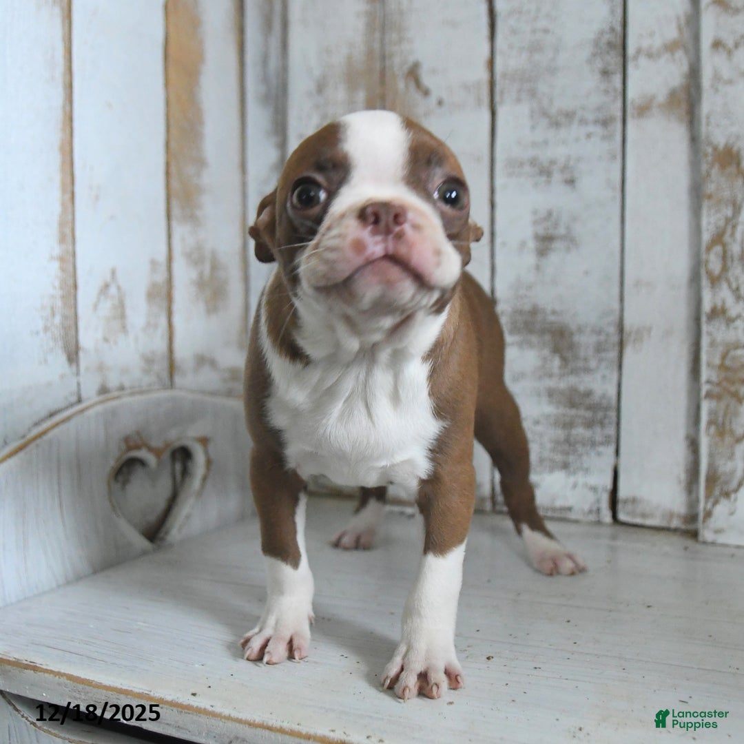 Boston Terrier dogs for sale: Holly  - Ad 2