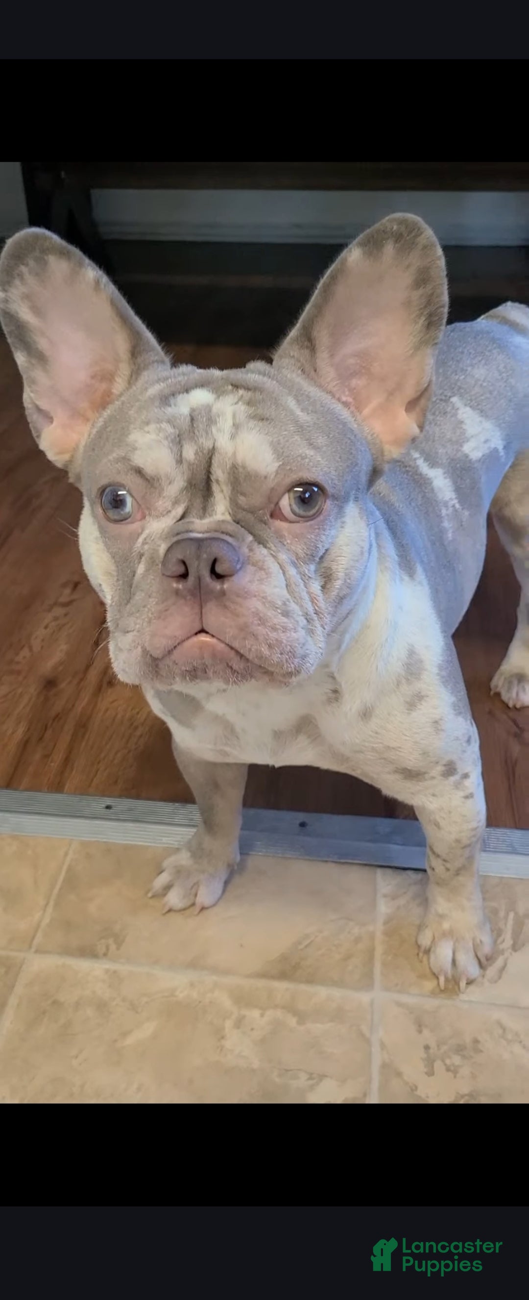 French Bulldog dogs for sale: French Bulldog Puppy 4 - Ad 3