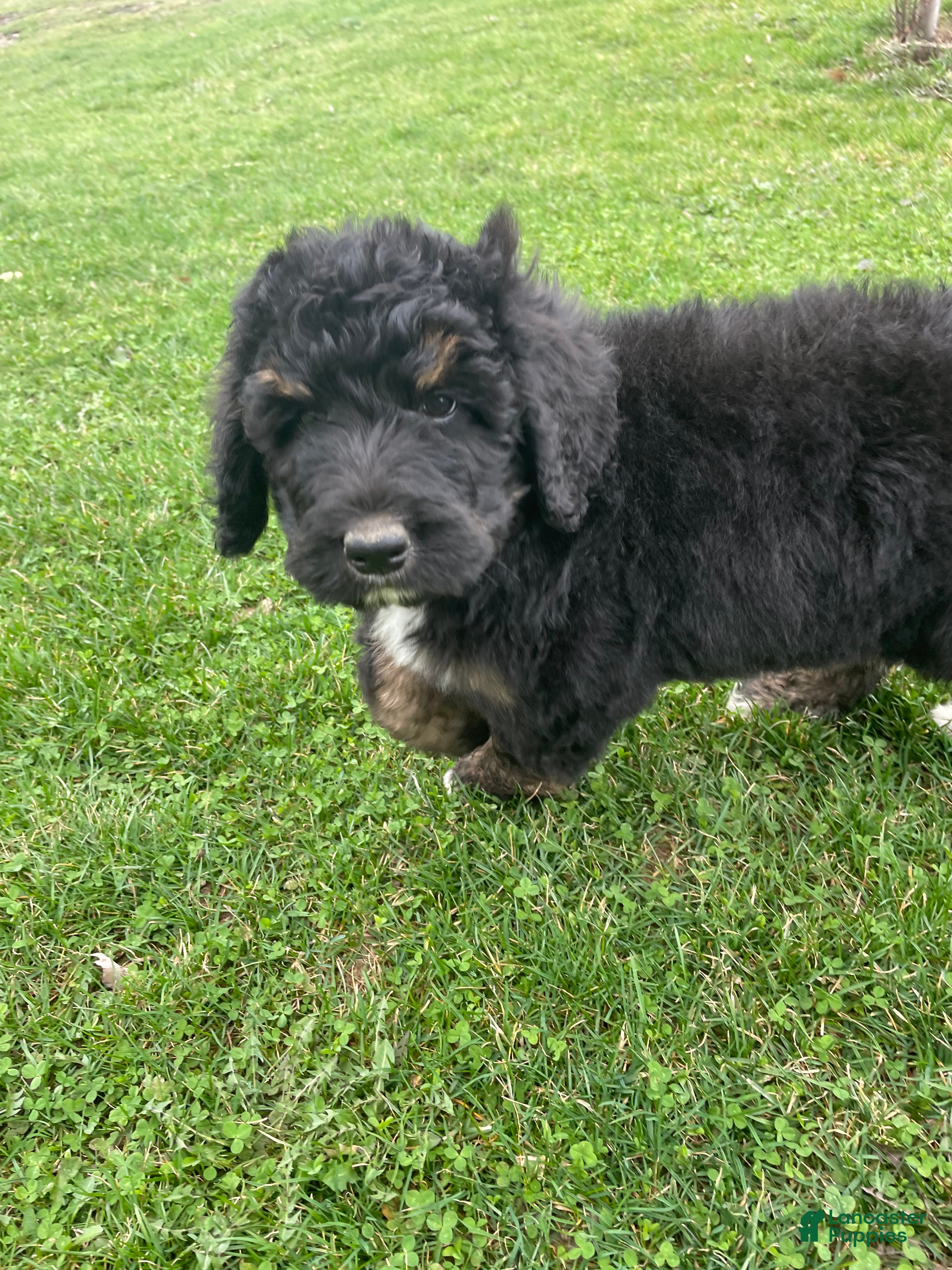 Bernedoodle dogs Oliver - Ad 2