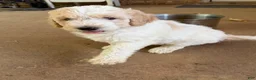Aussiedoodle dogs for sale: Kira - Ad 3