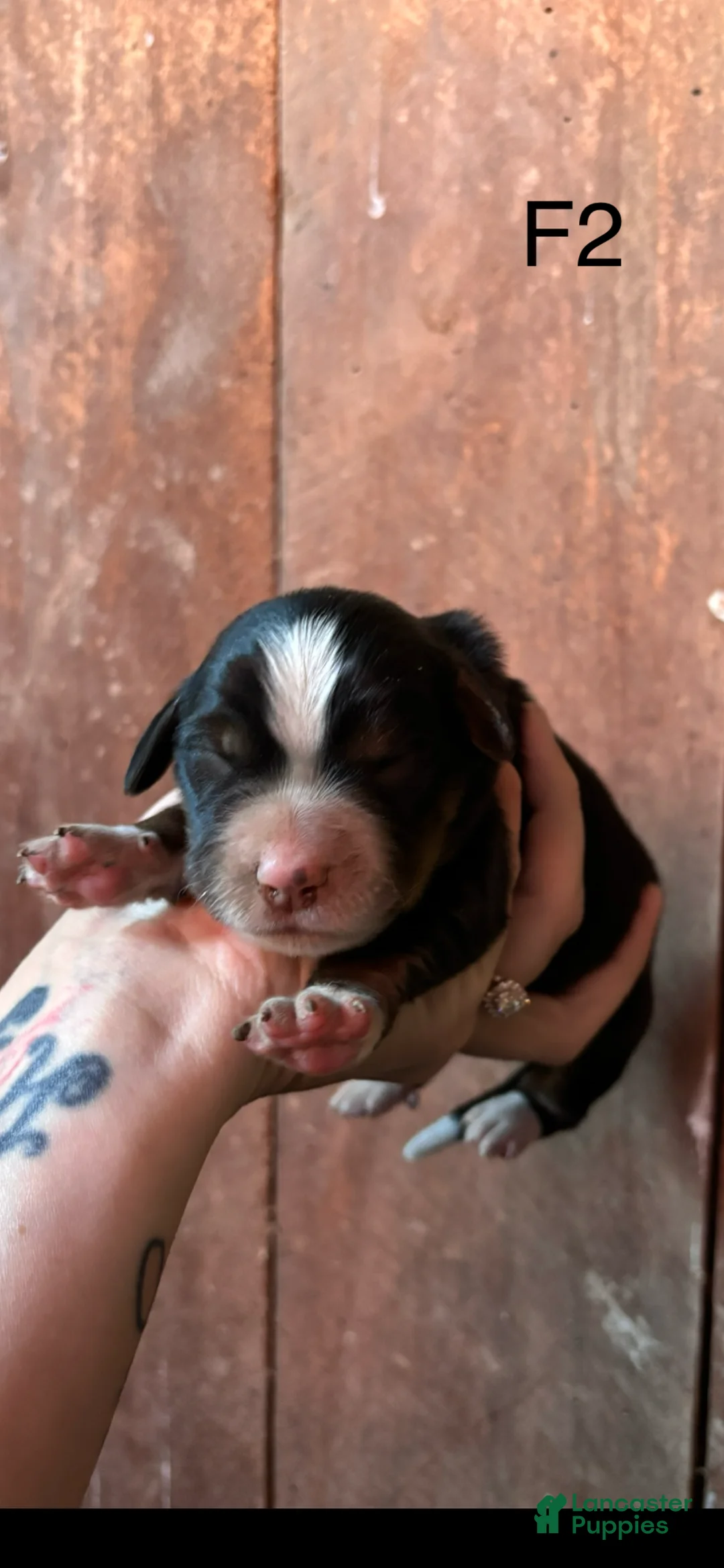 Bernese Mountain Dog dogs for sale: Bernese Mountain Dog f2 - Ad 1