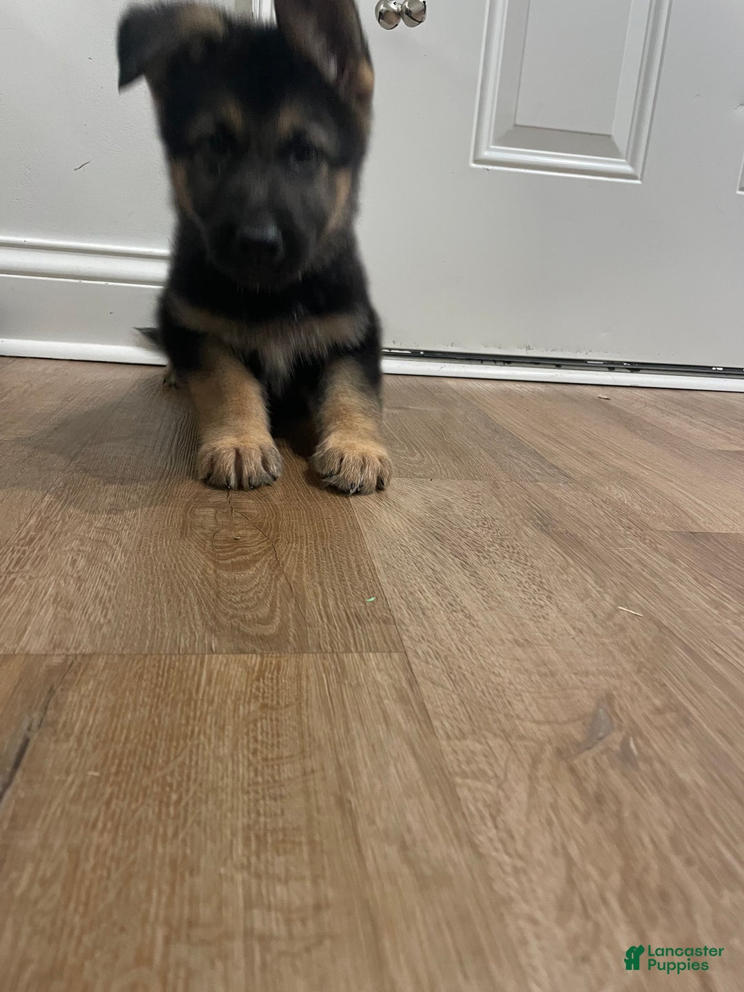 German Shepherd dogs for sale: Sugar/purple collar - Ad 15