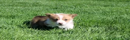 Welsh Corgi Pembroke dogs for sale: Nina - Ad 4