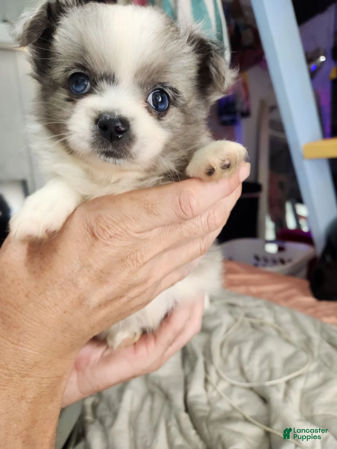 Mixed Breed dogs for sale: Violet - Ad 1