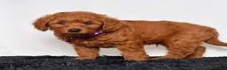 Mini Goldendoodle dogs for sale: Mr. Lex - Ad 6