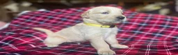 Golden Retriever dogs for sale: Lucas - Ad 9