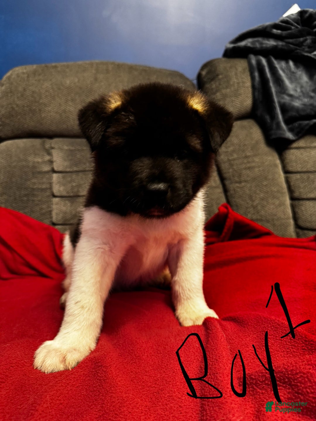 Akita dogs for sale: Akita Puppy 1 - Ad 2
