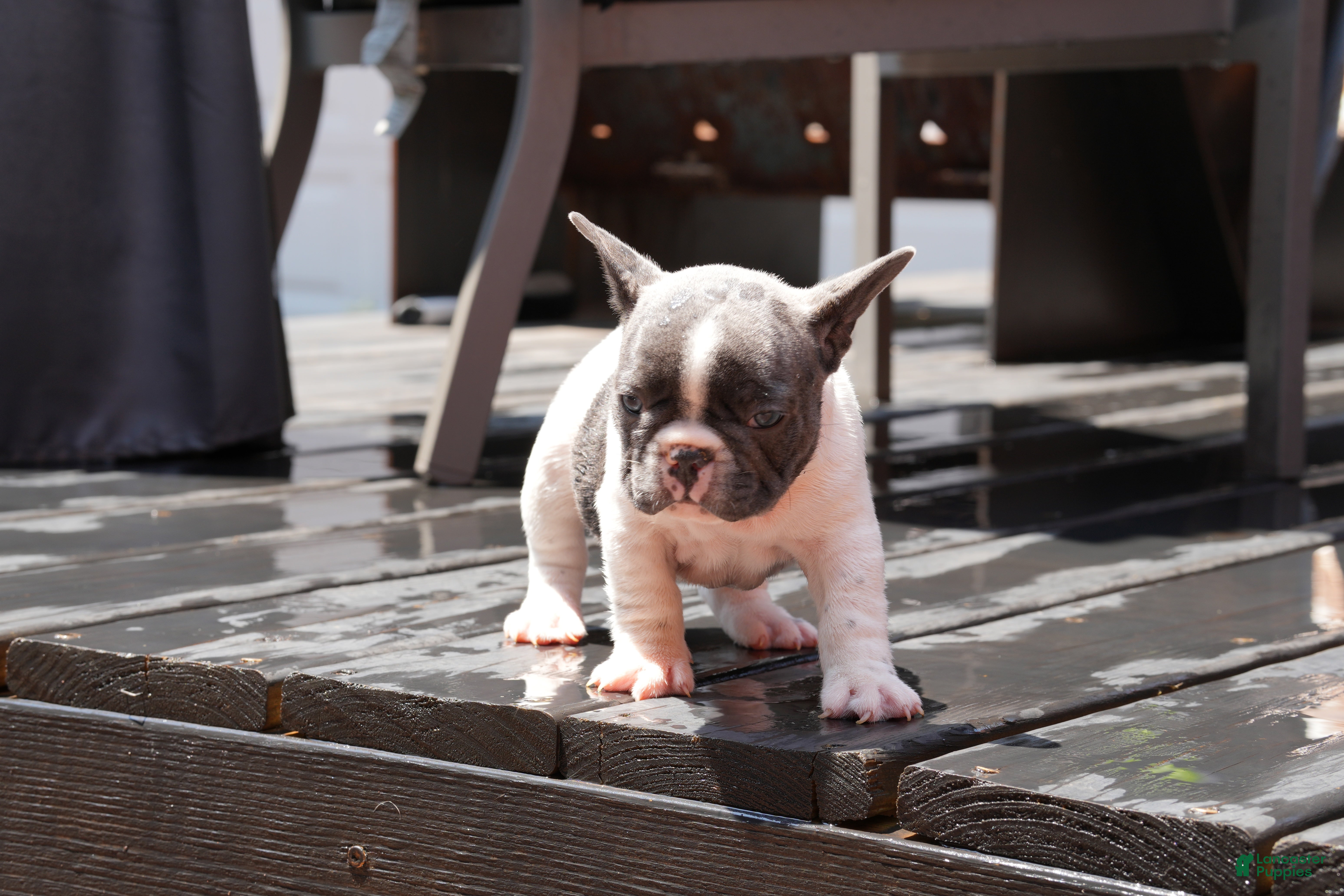 French Bulldog dogs Blue Moo - Ad 2