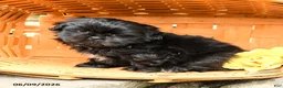 Shih Tzu dogs for sale: Charlie - Ad 2