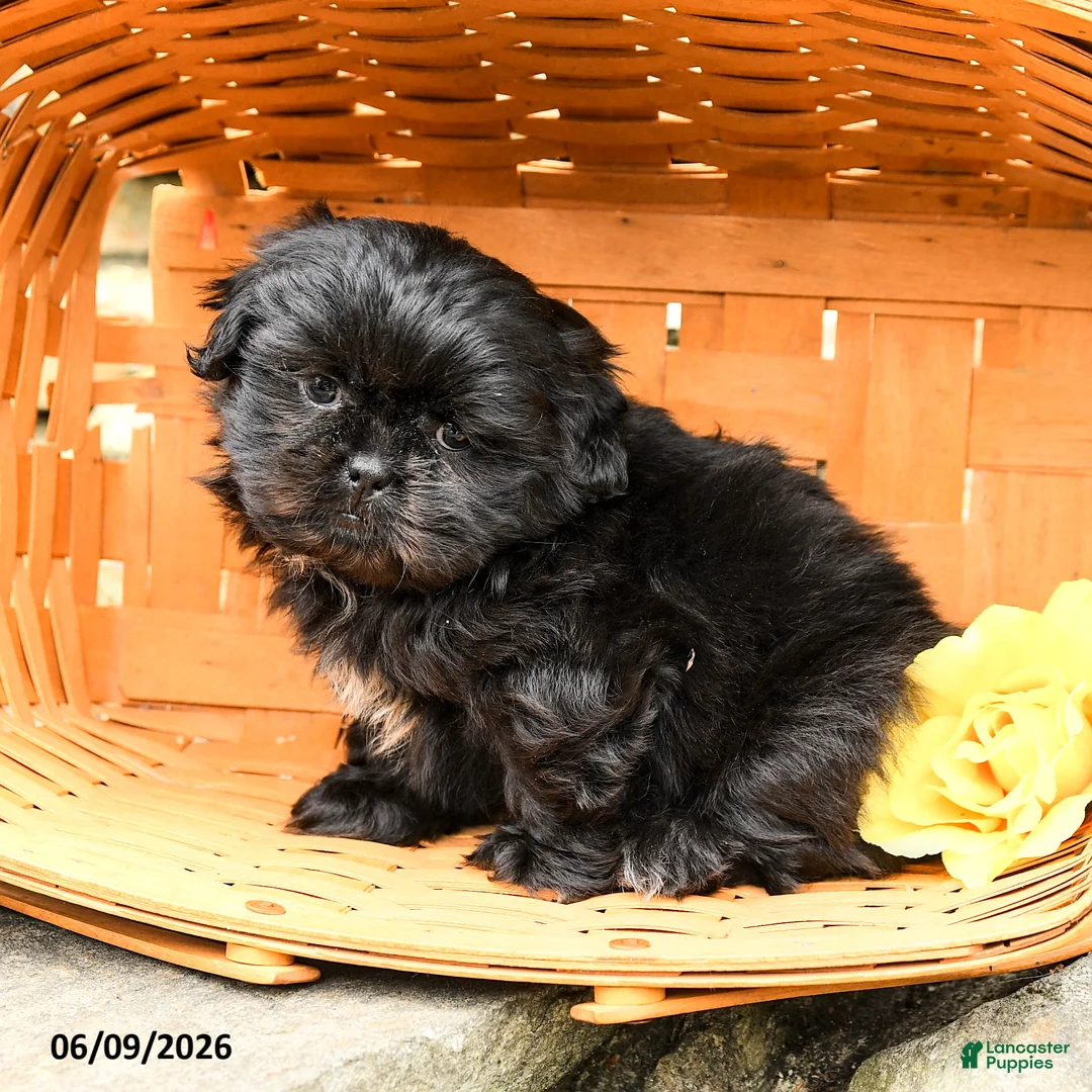 Shih Tzu dogs for sale: Charlie - Ad 2
