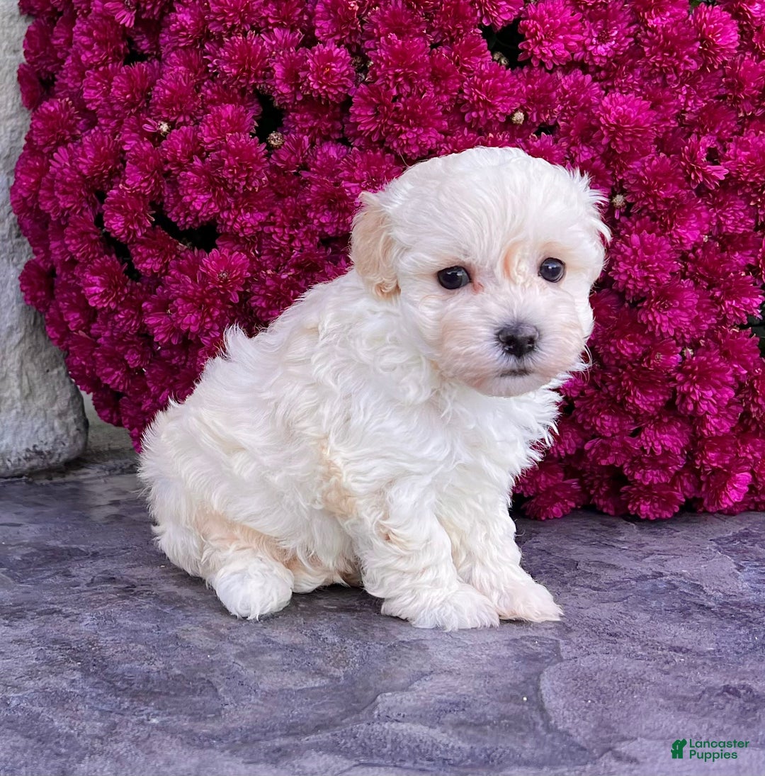 Havanese dogs for sale: Darla - Ad 3