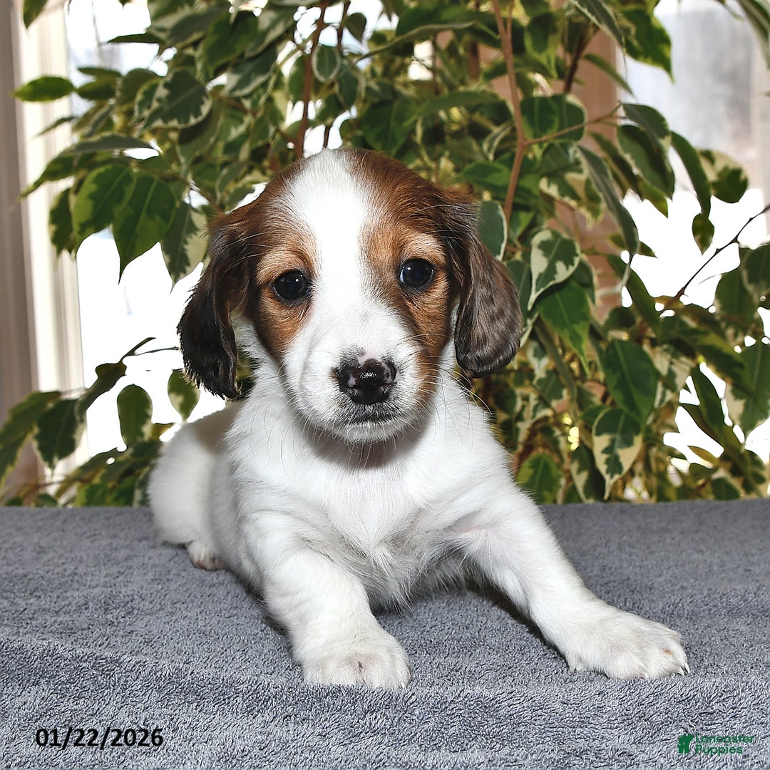 Miniature Dachshund dogs for sale: Lulu - Ad 3