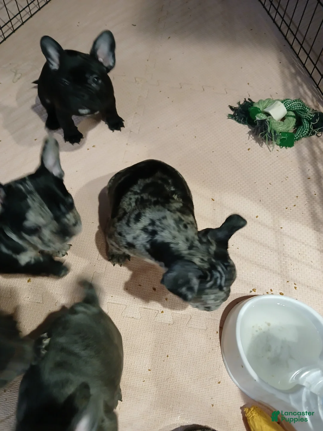 French Bulldog dogs for sale: Max - Ad 3