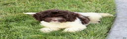 Cockapoo dogs for sale: Atlas - Ad 7