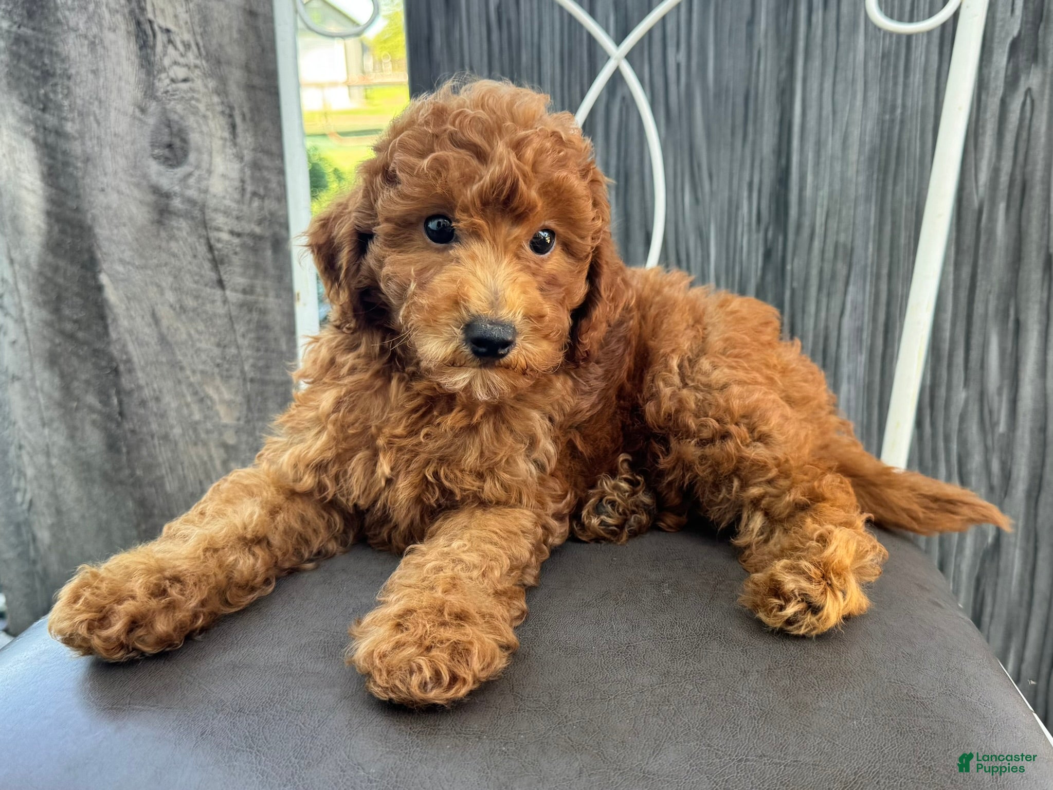 Miniature Poodle dogs Theo - Ad 2
