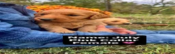 Golden Retriever dogs for sale: Golden Retriever Java - Ad 7