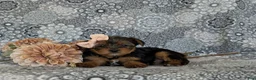 Shorkie dogs for sale: McKinlee 7 lbs Full Grown - Ad 9