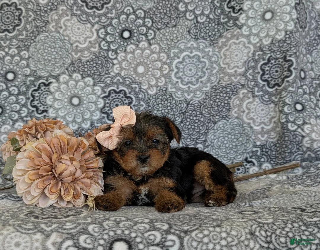 Shorkie dogs for sale: McKinlee 7 lbs Full Grown - Ad 9