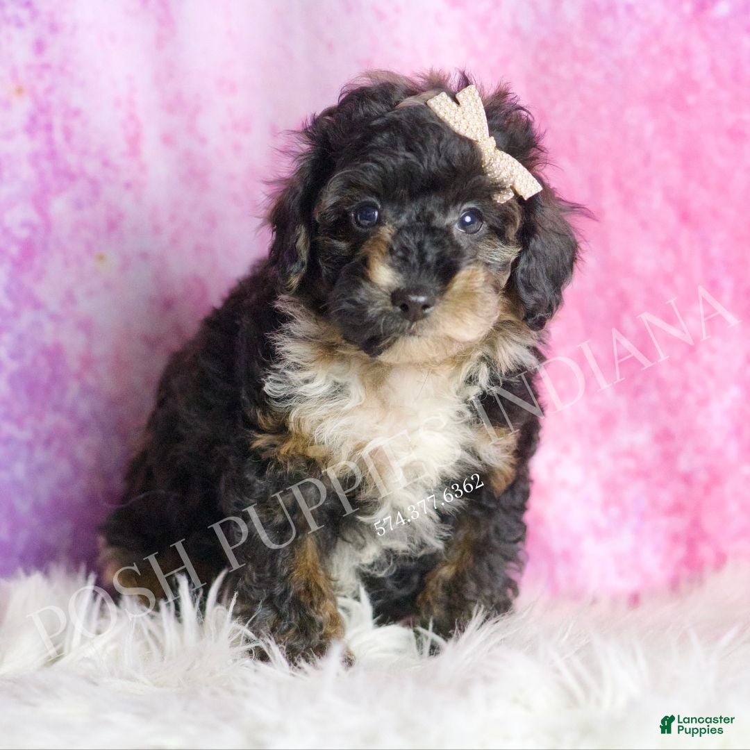 Toy Poodle dogs Flashy  - Ad 24
