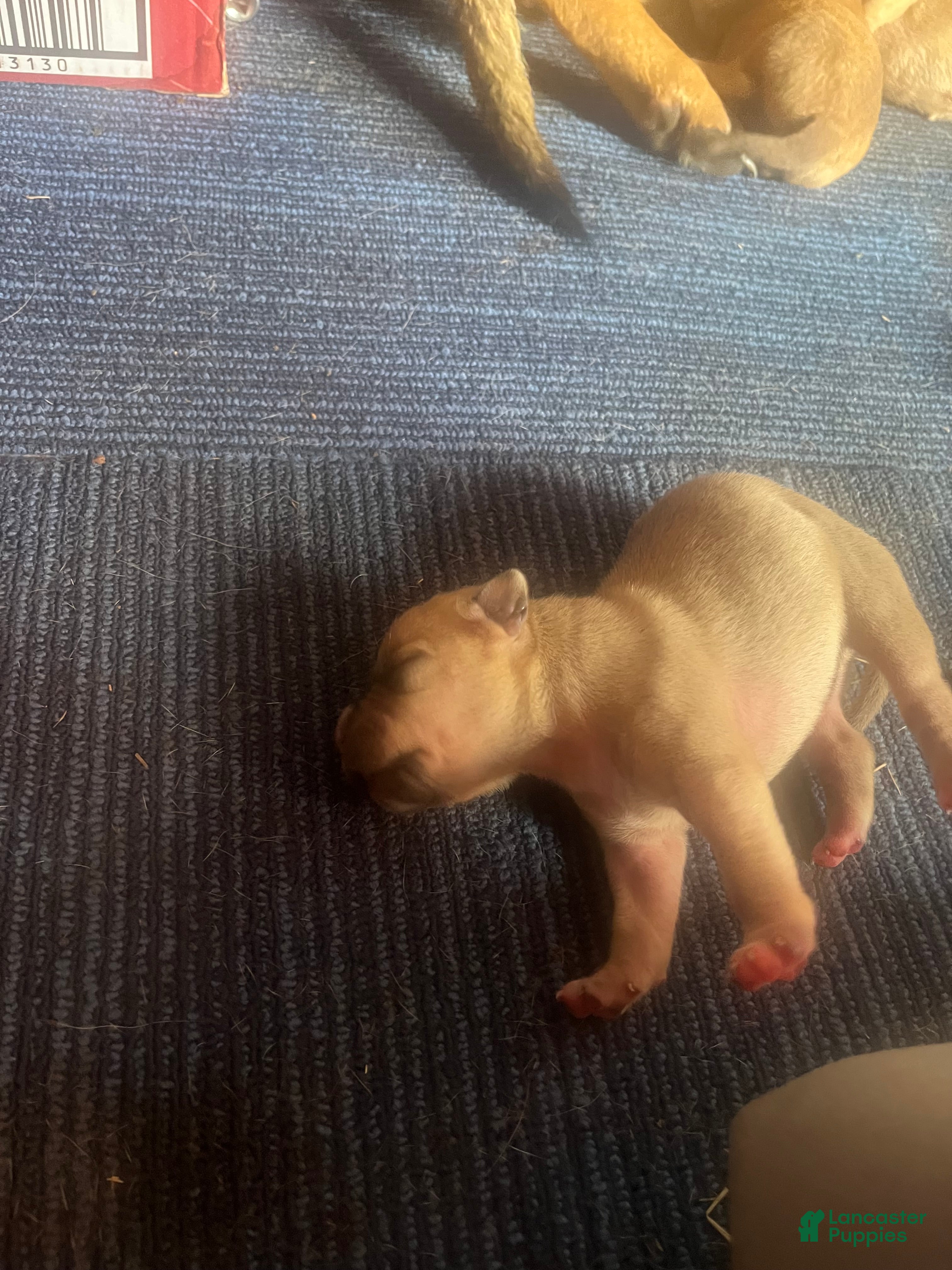 Mixed Breed dogs for sale: Full blooded red nose pit bulls - Ad 3
