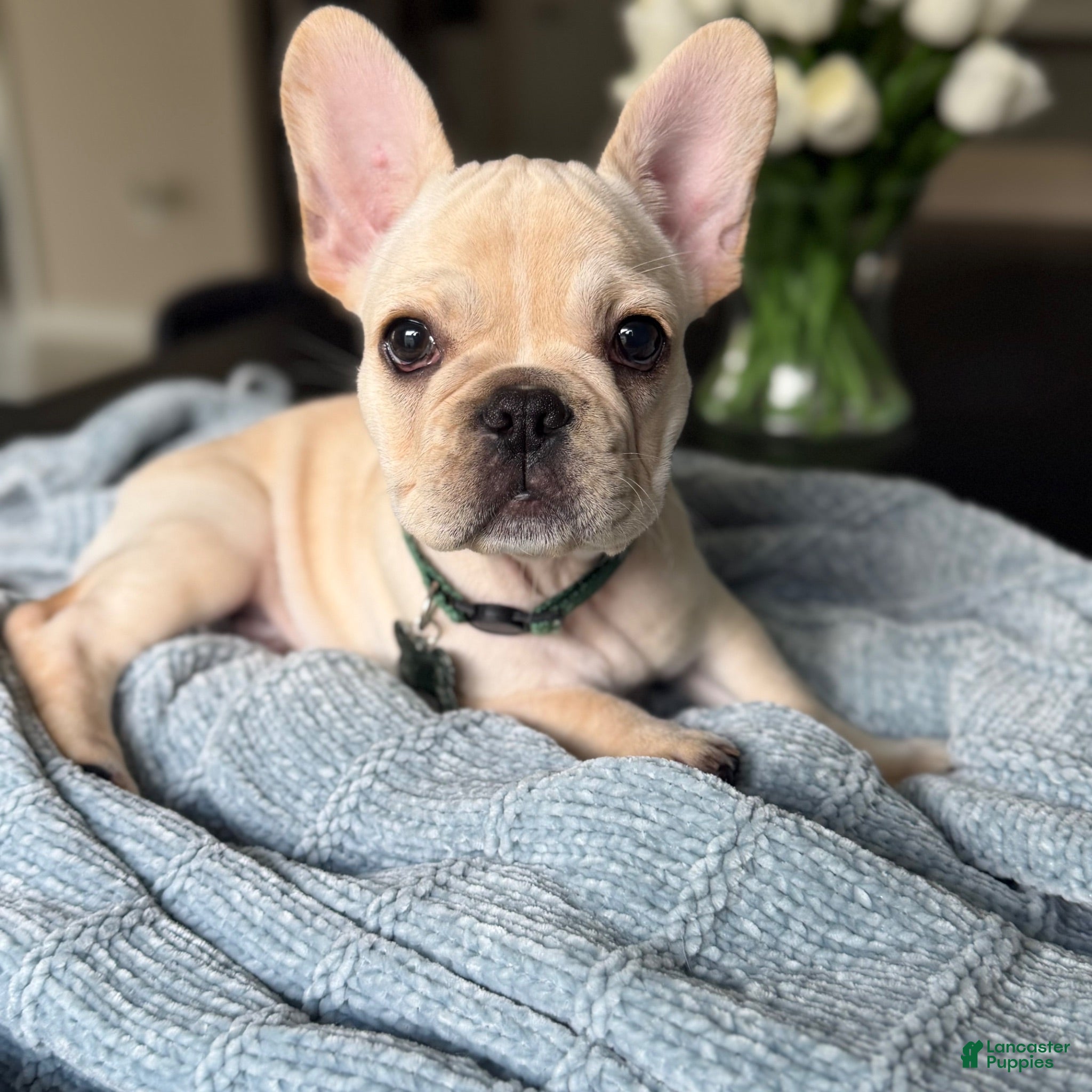 French Bulldog dogs Cuddly buddy- fluffy gene - Ad 39