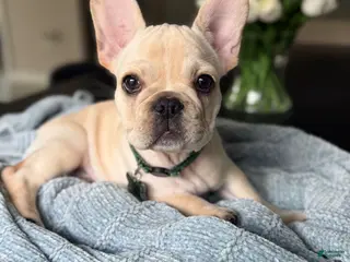 French Bulldog dogs Cuddly buddy- fluffy gene - Ad 39