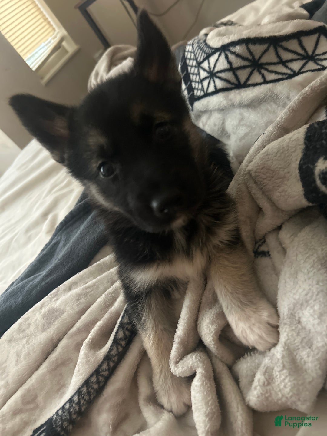 Gerberian Shepsky dogs for sale: Gerberian Shepsky Puppy 1 - Ad 3