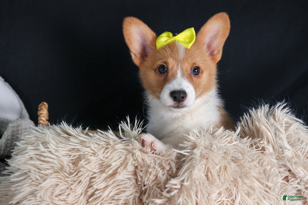 Welsh Corgi Pembroke dogs for sale: Izzy - Ad 16