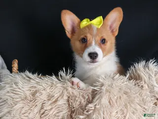 Welsh Corgi Pembroke dogs Izzy - Ad 10