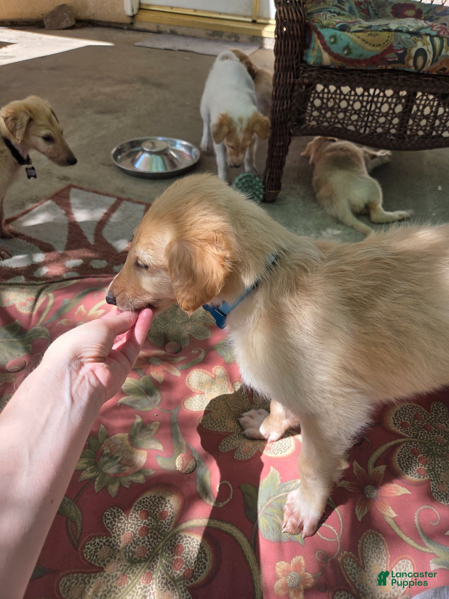 Borzoi dogs for sale: Hugo - Ad 4