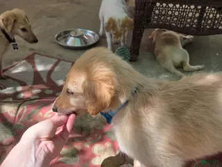 Borzoi dogs for sale: Hugo - Ad 4