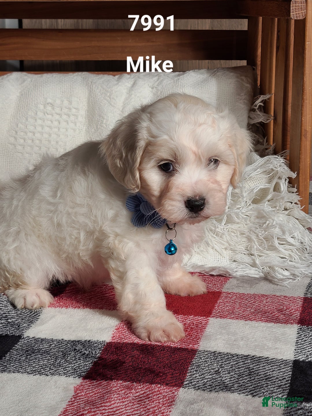Teddy Bear dogs for sale: Mike  - Ad 7