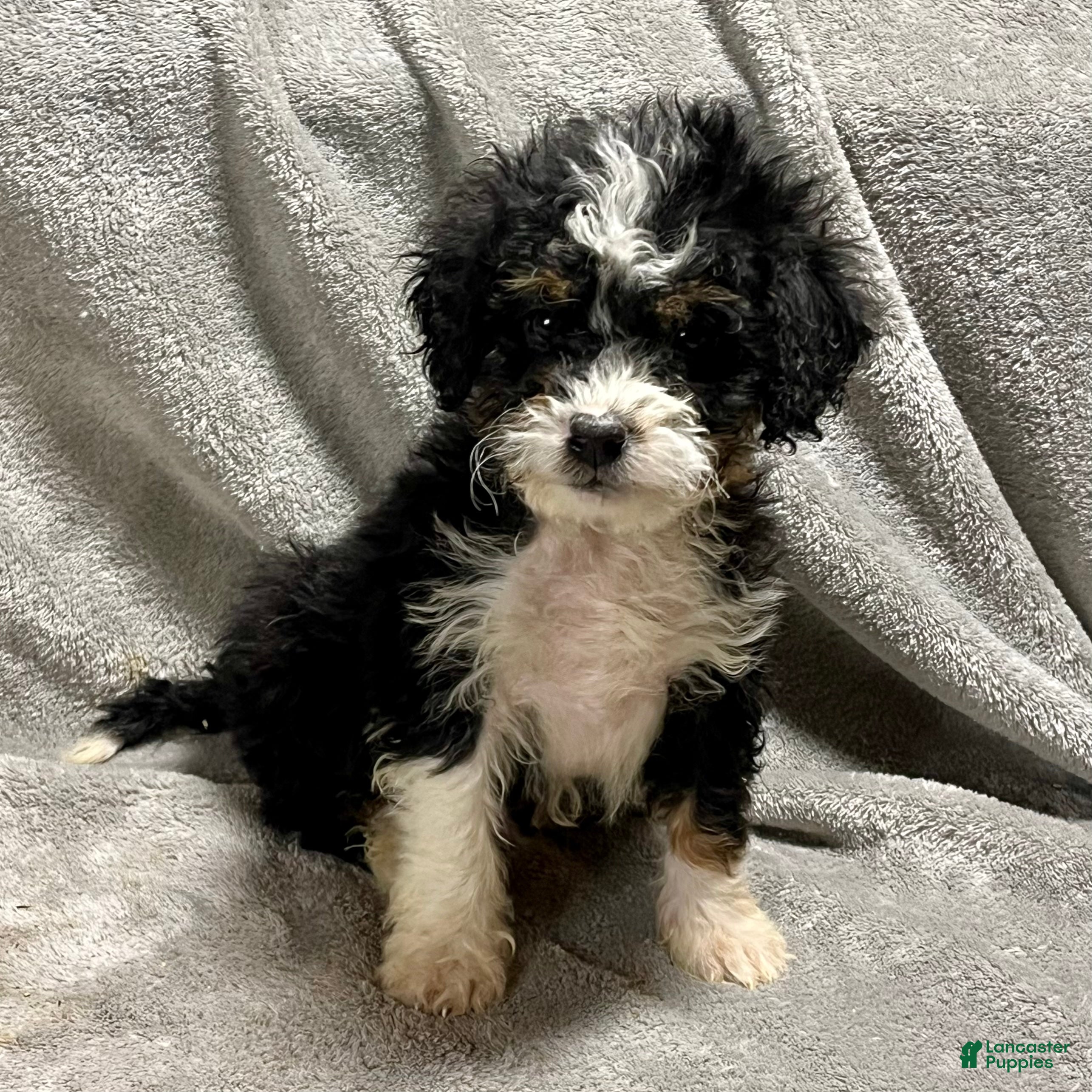 Mini Bernedoodle dogs Ozzy - Ad 2