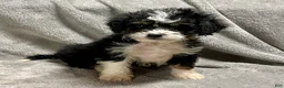 Mini Bernedoodle dogs for sale: Ozzy - Ad 2