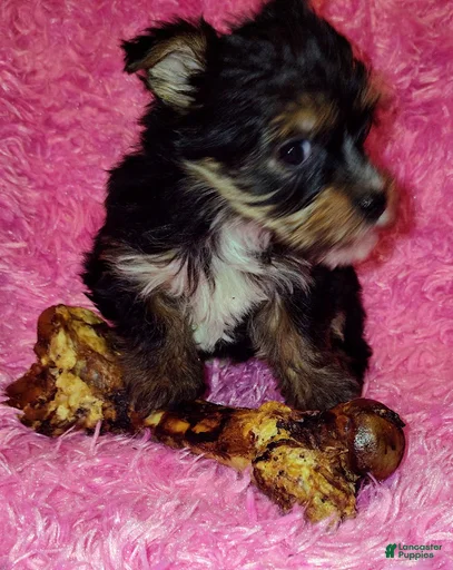 Gallery Image {{count}}