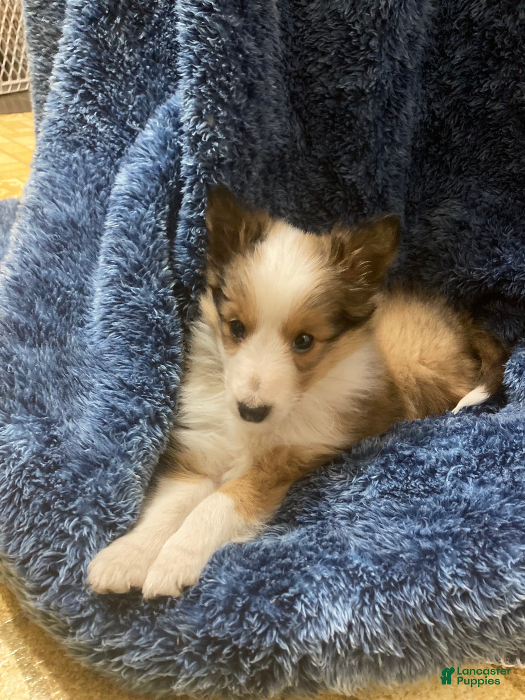 Shetland Sheepdog dogs for sale: Shetland Sheepdog Puppy 1 - Ad 1