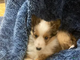 Shetland Sheepdog dogs Shetland Sheepdog Puppy 1 - Ad 20