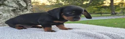 Miniature Dachshund dogs for sale: Remy  - Ad 14