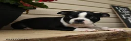 Boston Terrier dogs for sale: Demmy - Ad 3
