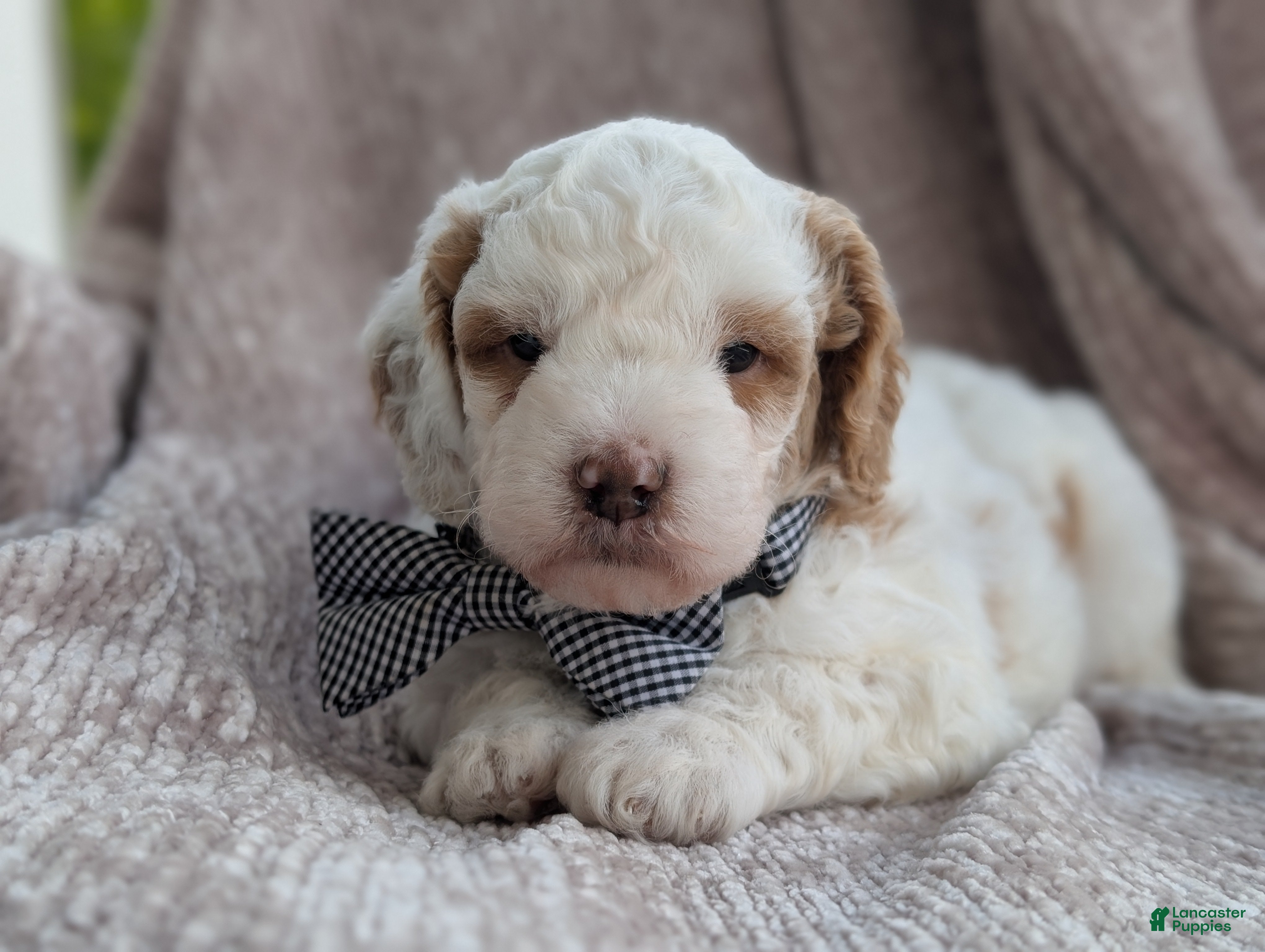 Mini Goldendoodle dogs for sale: Buddy - Ad 4