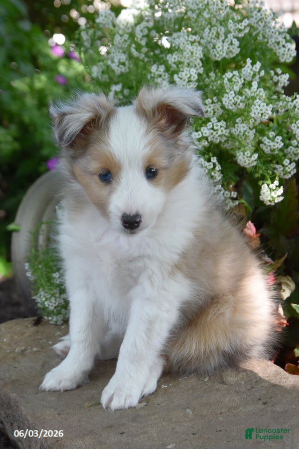 Shetland Sheepdog dogs for sale: Luke - Ad 5
