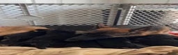German Shepherd dogs for sale: Black Female - Ad 5
