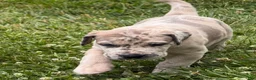 Great Dane dogs for sale: Great Dane 1 - Ad 5