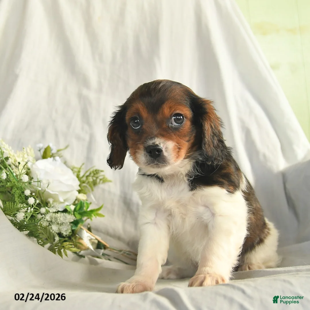 Mixed Breed dogs for sale: Cassie    - Ad 3